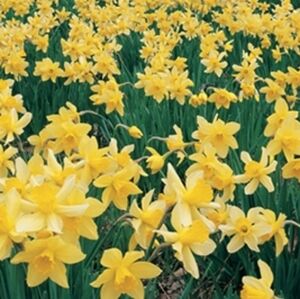 Meet your Posher, Phyllis